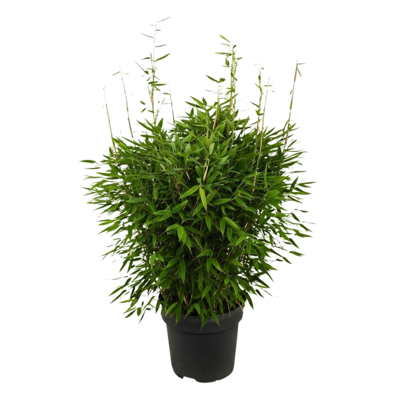 Fargesia Moontears Boobux XL - 70 cm - Ø29