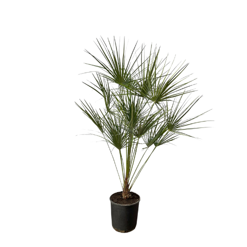 Chamaerops Humilis sur tige - 160 cm - Ø24