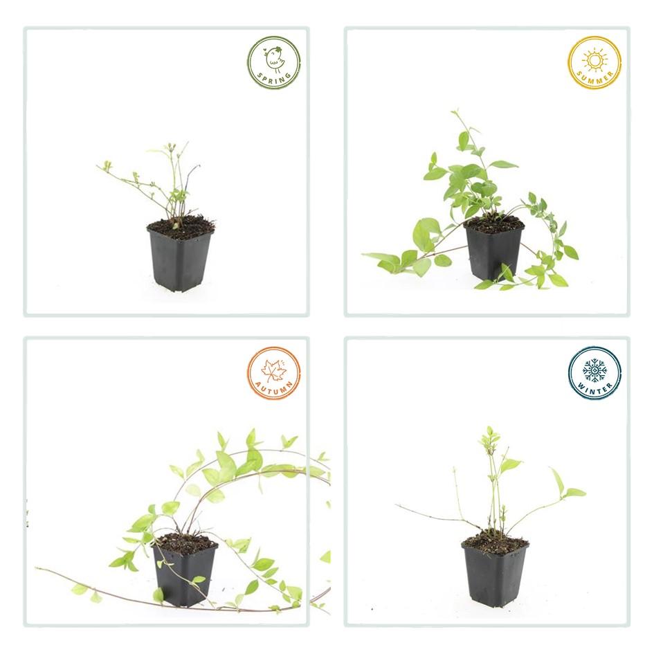 12x Vinca major « Alba » - 10-25 cm - Ø9