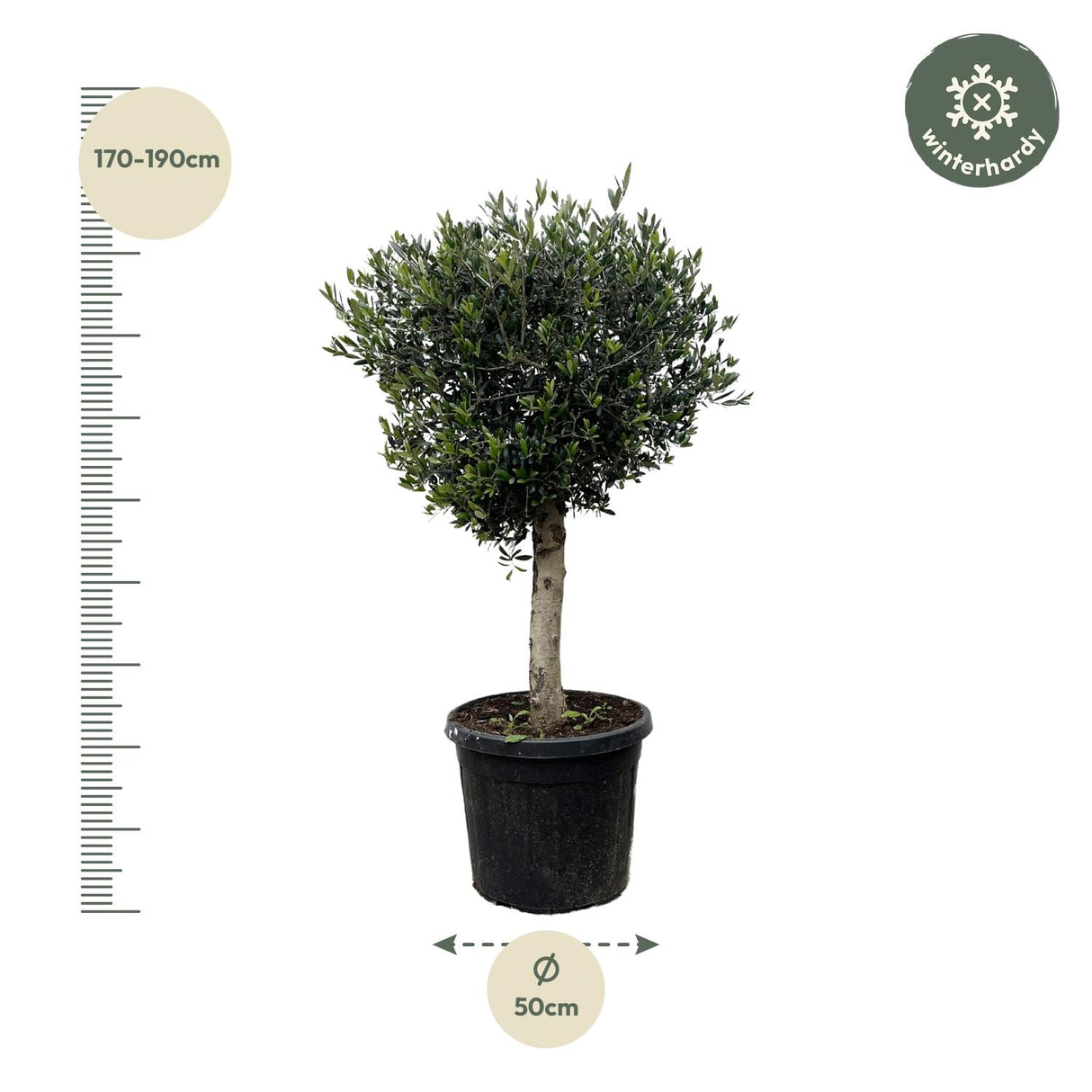 Olea Europaea Lorc - 180 cm - Ø50
