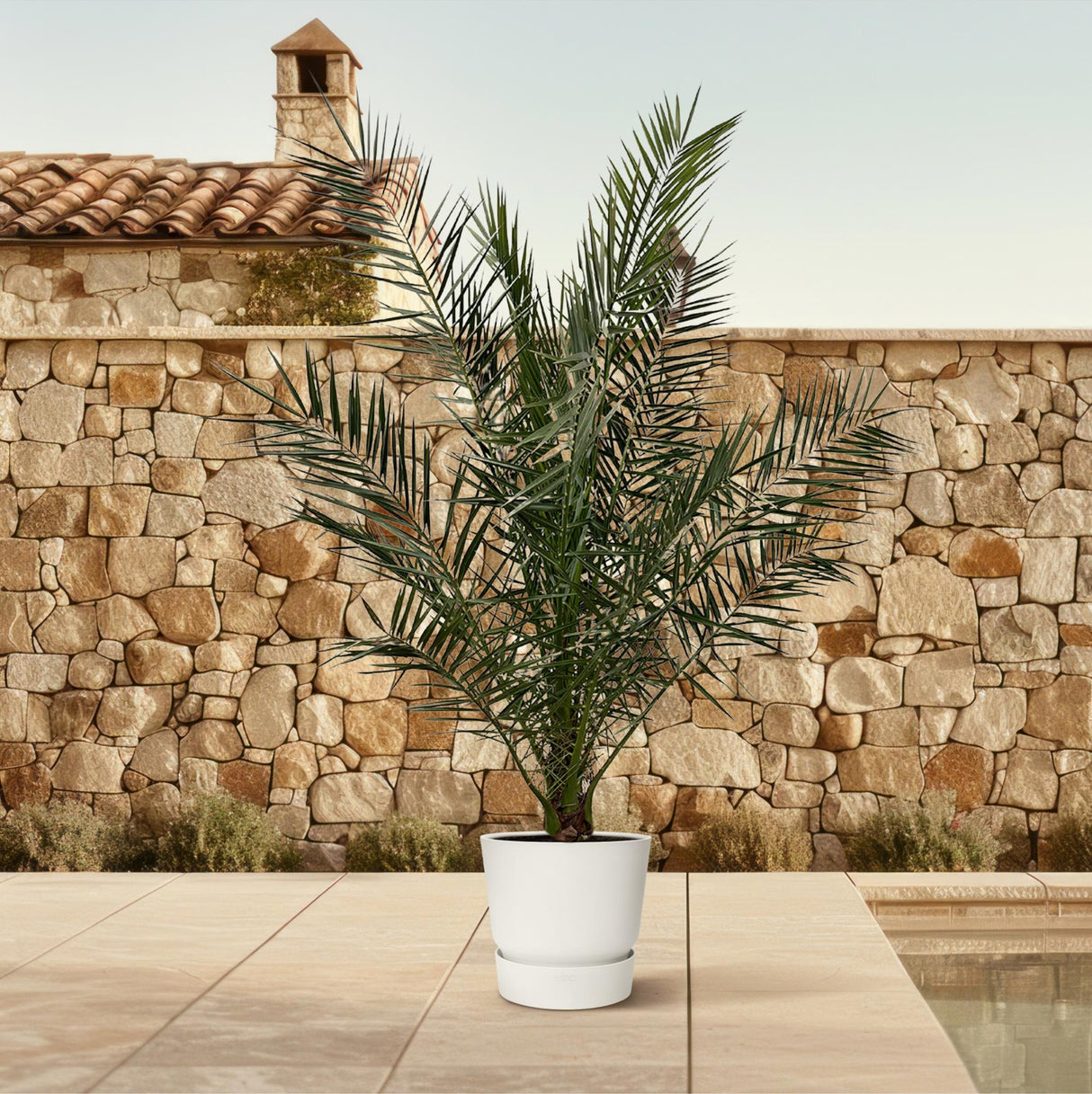 Phoenix Canariensis - 180 cm - Ø27