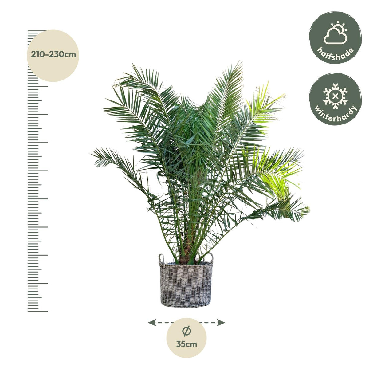 Phoenix Canariensis - 300 cm - Ø50
