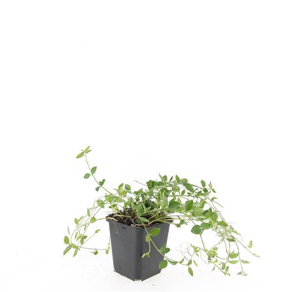 48x Vinca minor « Gertrude Jekyll » - 10-25 cm - Ø9