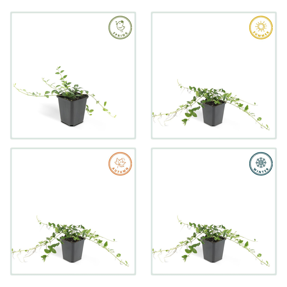 12x Vinca minor « Alba » - 10-25 cm - Ø9