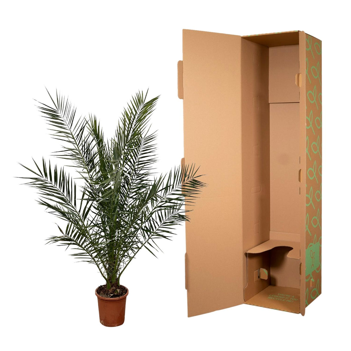 Phoenix Canariensis - 180 cm - Ø27