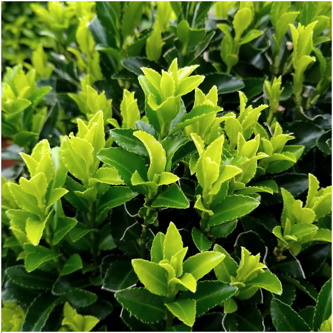 48 x Euonymus « Green Spire » - 15 cm - Ø7