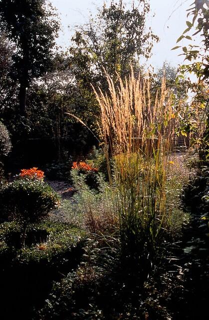12x Calamagrostis acut. « Karl Foerster » - 10-25 cm - Ø9