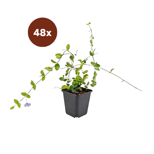 48x Vinca minor 'Blue and Gold' - 10-25 cm - Ø9