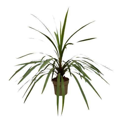 Cordyline Peko - 90 cm - Ø24