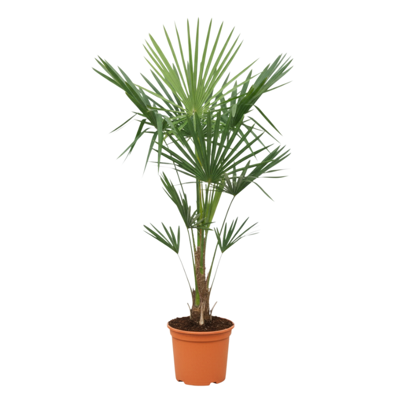 Trachycarpus Fortuneii - 120-160 cm - Ø27