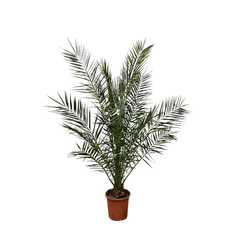 Phoenix Canariensis - 180 cm - Ø27