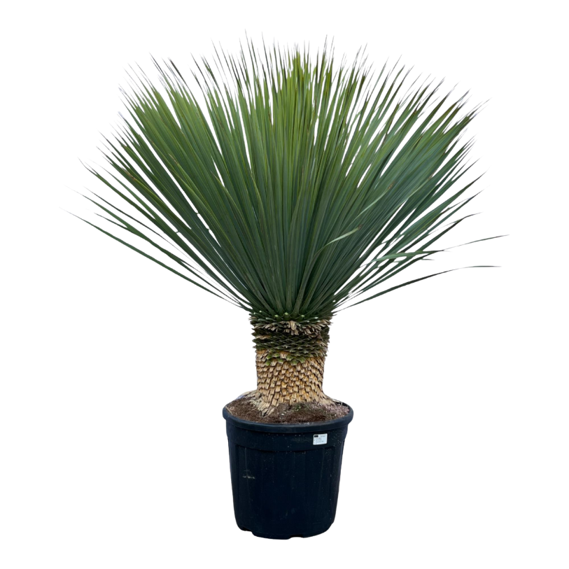 Yucca Rostrata - 140 cm - Ø45