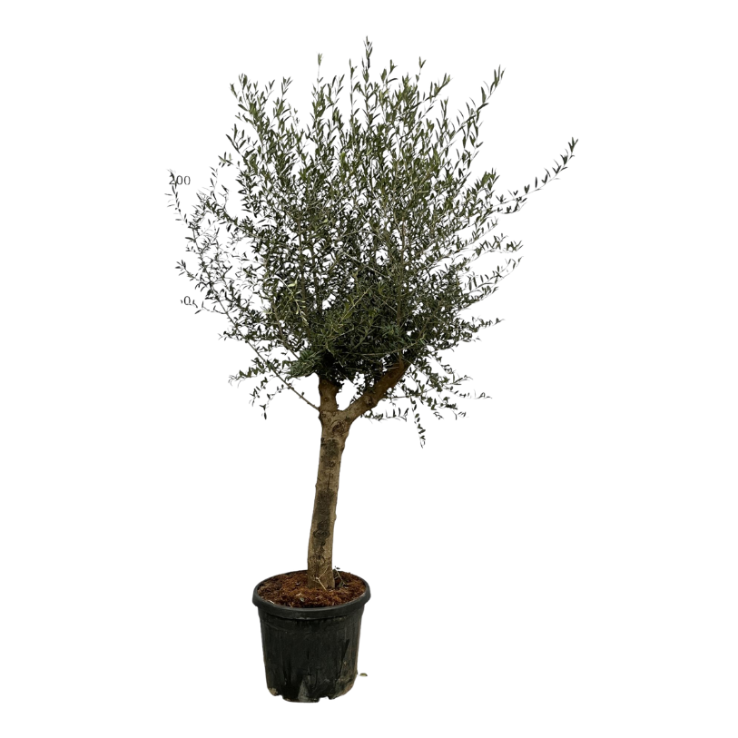 Olea Lorc - 200 cm - Ø45