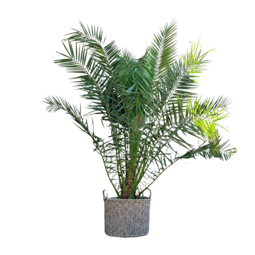 Phoenix Canariensis - 300 cm - Ø50