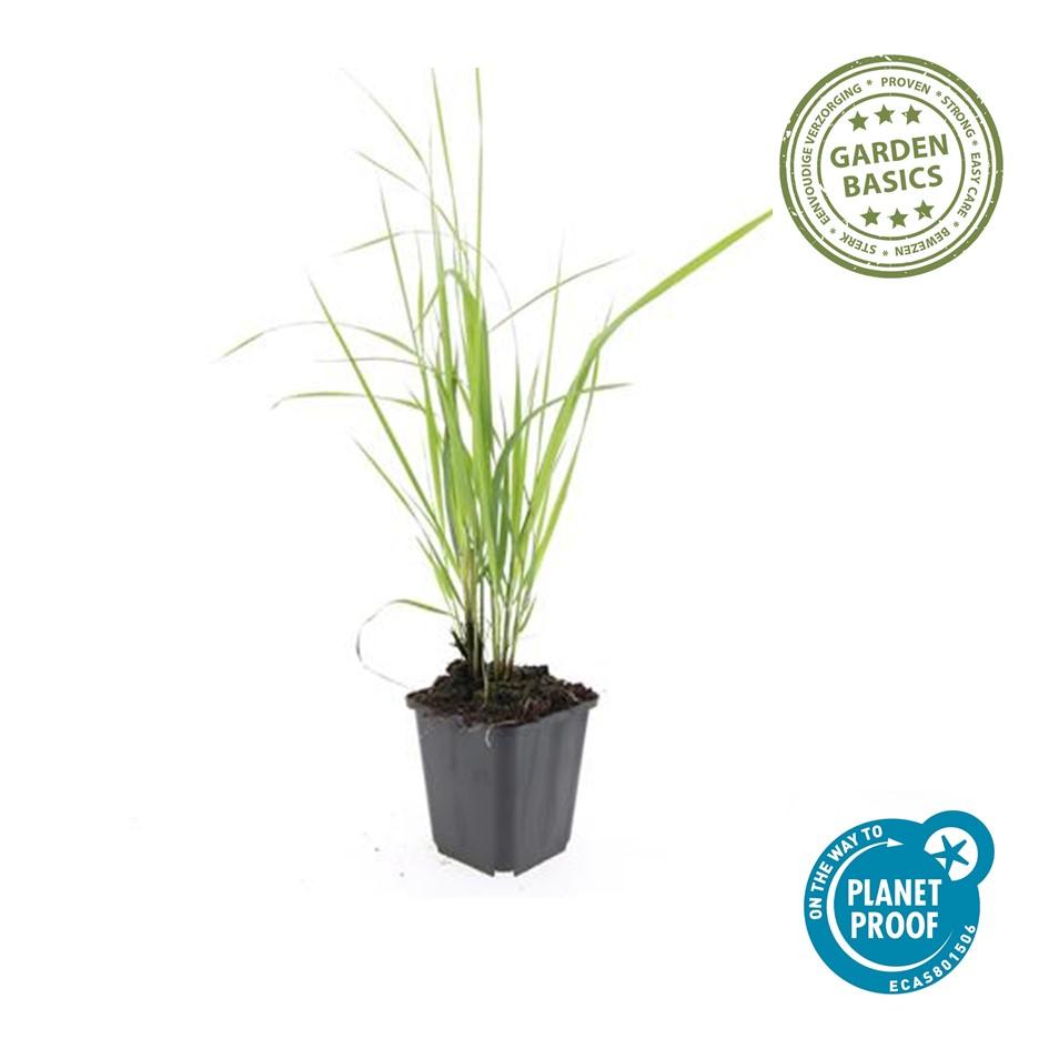 12x Calamagrostis acut. 'Karl Foerster' - 10-25 cm - Ø9