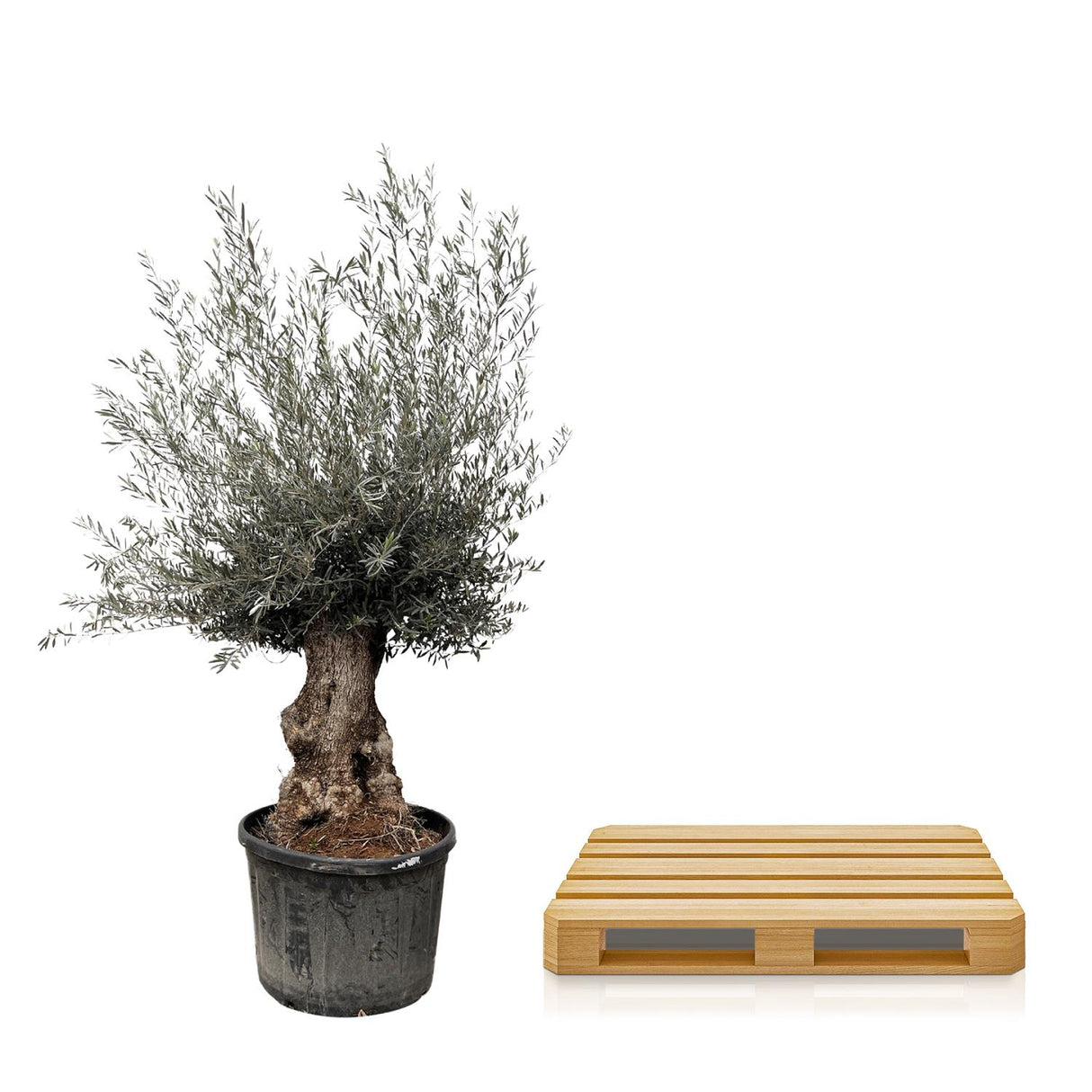 Bonsai Olea Europaea - 270 cm - Ø80