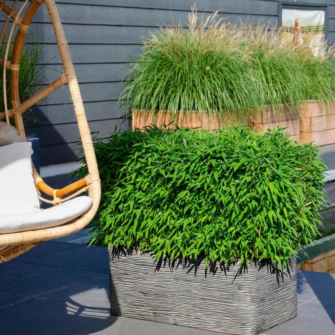 Fargesia Moontears Boobux XL - 70 cm - Ø29