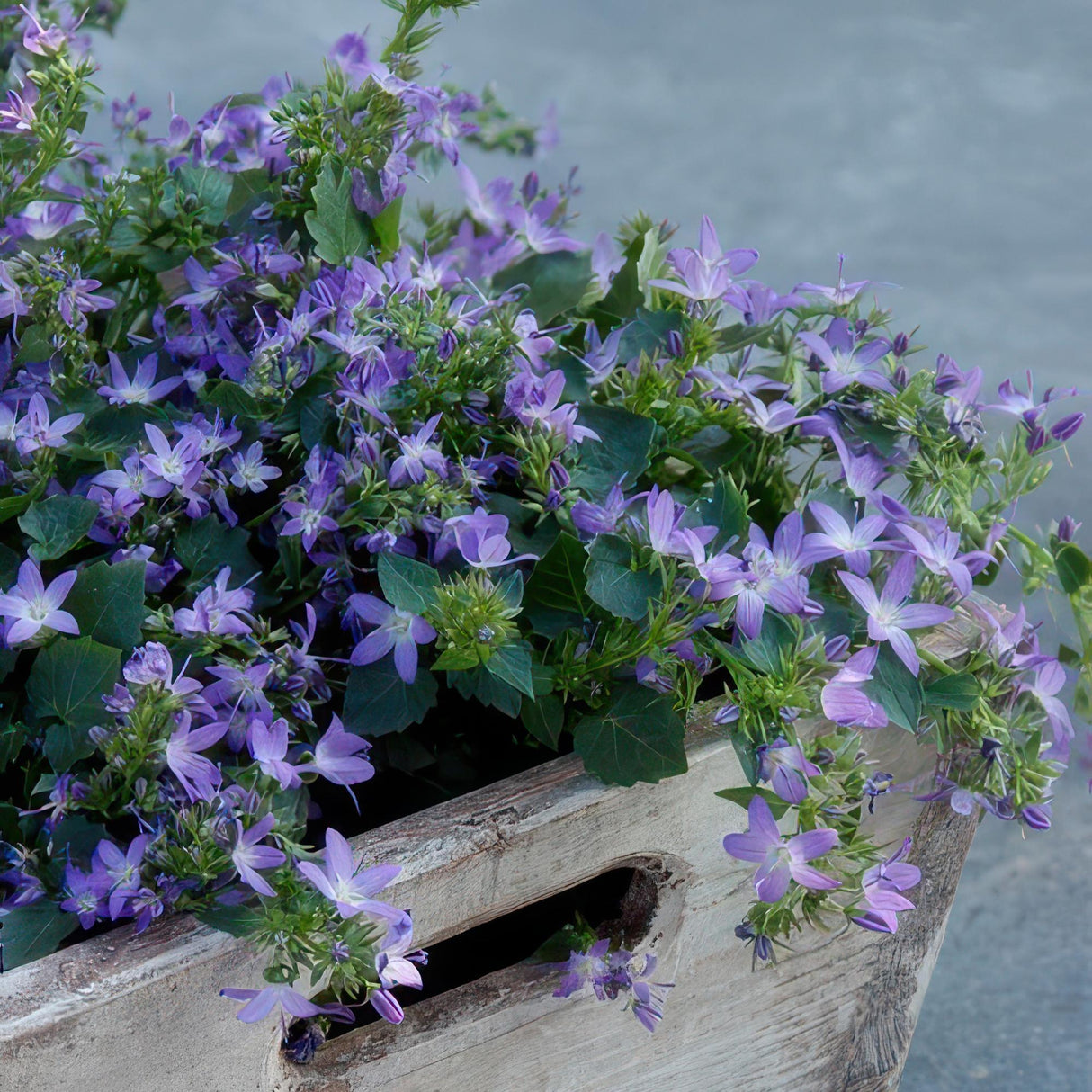 24x Campanula poscharskyana 'Stella' - 10-25 cm - Ø9