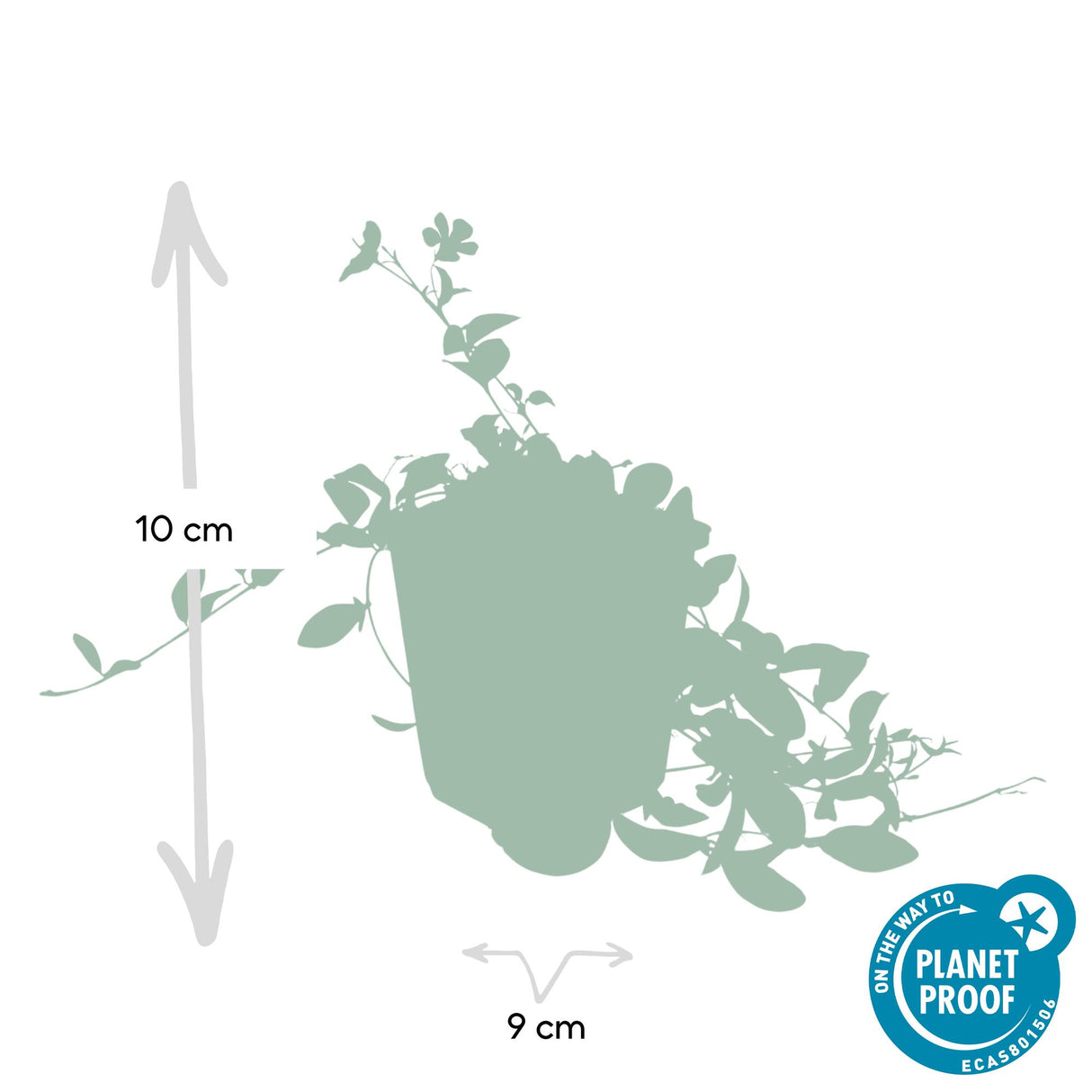 48x Vinca minor 'La Grave' - 10-25 cm - Ø9