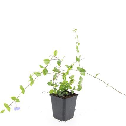 48x Vinca minor 'Blue and Gold' - 10-25 cm - Ø9