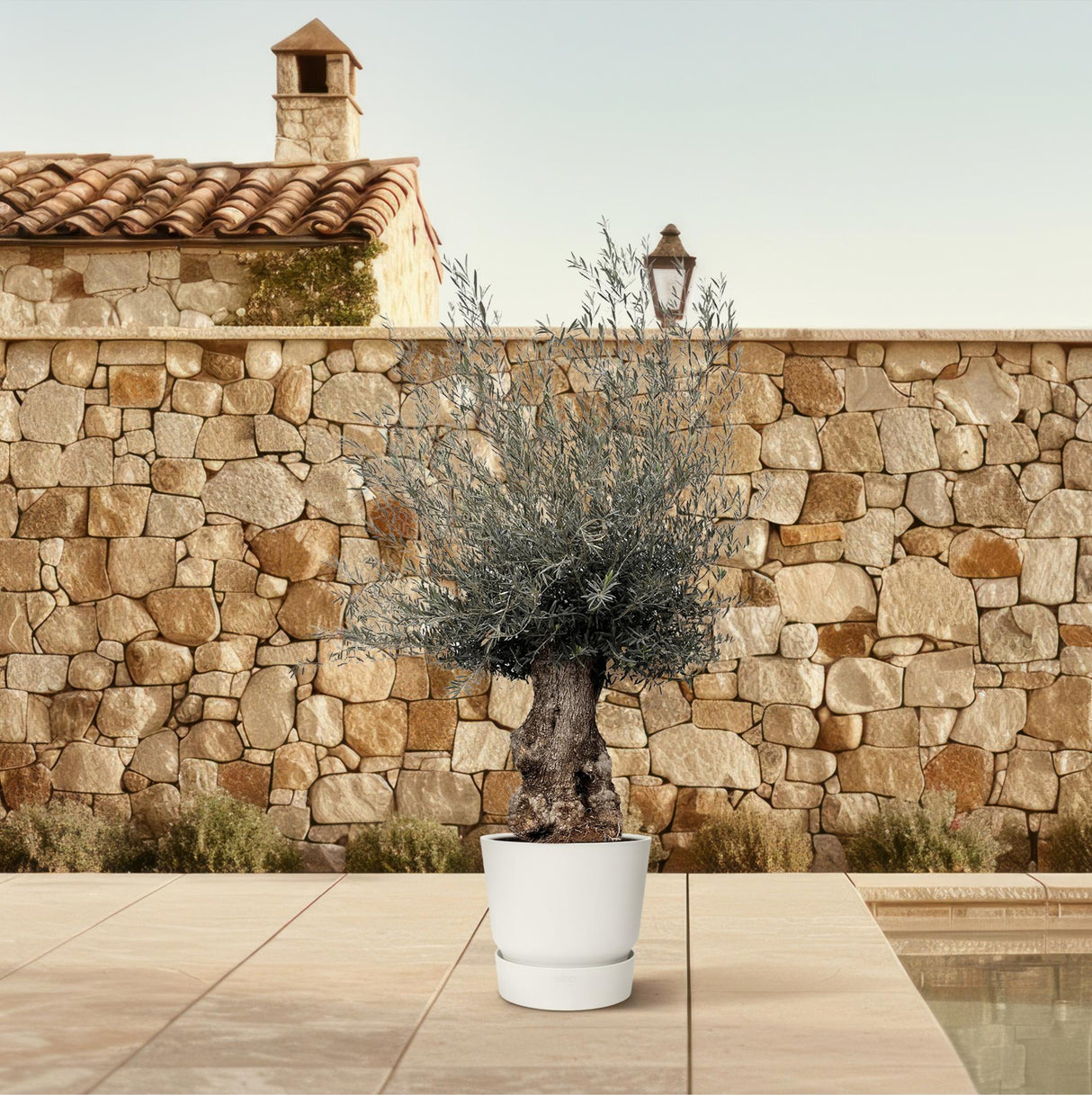 Bonsai Olea Europaea - 270 cm - Ø80