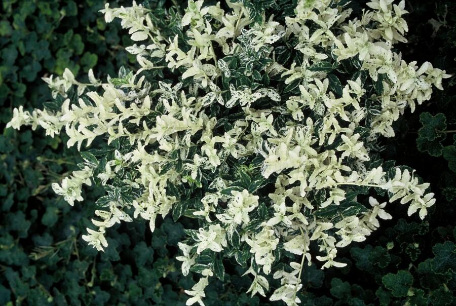 48x Euonymus fort. 'Harlequin' - 10-25 cm - Ø9
