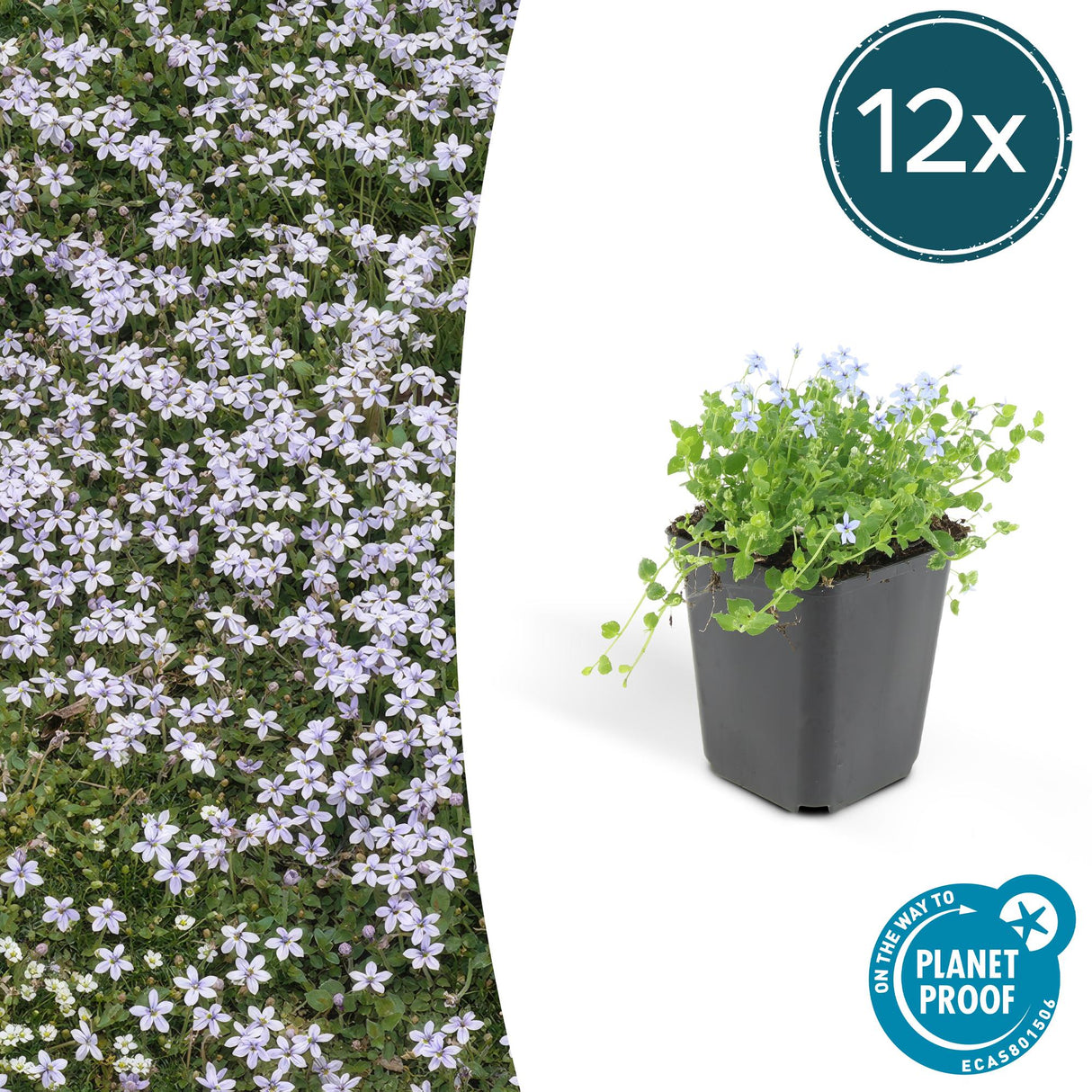 12x Isotoma fluviatilis - 10-25 cm - Ø9