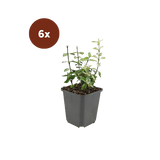 6x Euonymus fort. 'Harlequin' - 10-25cm - Ø9