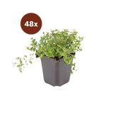 48x thymus serpyllum - 10-25cm - Ø9