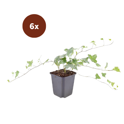 6x Hedera helix 'Glacier' - 10-25cm - Ø9