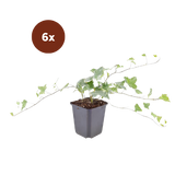 6x Hedera helix 'Glacier' - 10-25cm - Ø9