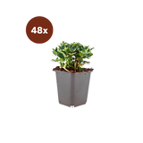 48x Potentilla tridentata 'Nuuk' - 10-25cm - Ø9