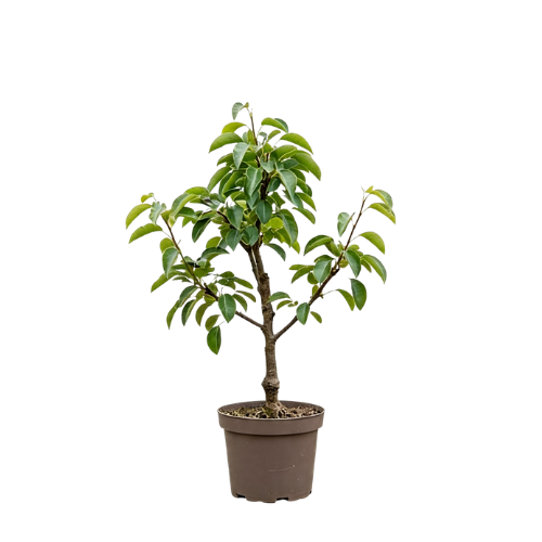 Pyrus communis Conference - 90cm - Ø21