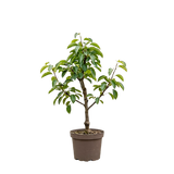 Pyrus communis Conference - 90cm - Ø21