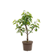 Bomen