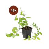 48x Vinca major 'Alba' - 10-25cm - Ø9