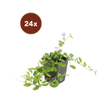 24x Vinca minor - 10-25cm - Ø9