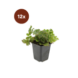 12x Waldsteinia ternata - ↕10-25cm - Ø9cm