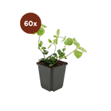 60x Vinca major - 10-25cm - Ø9