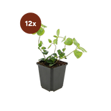 12x Vinca major - 10-25cm - Ø9