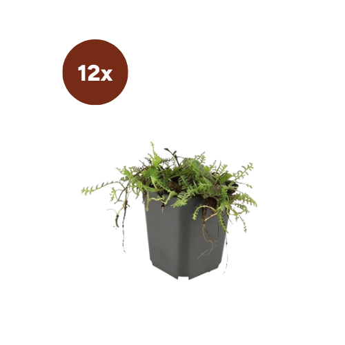 12x Leptinella squalida - 10-25cm - Ø9