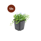 12x Isotoma fluviatilis - 10-25cm - Ø9