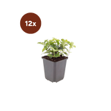 12x Cornus canadensis - 10-25cm - Ø9