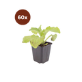 Logo van Bundels van 60 planten