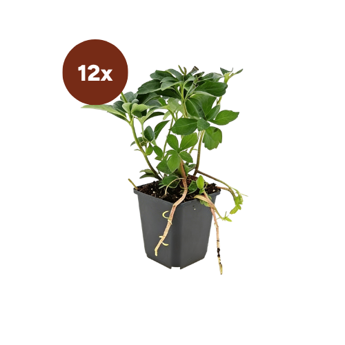 12x Pachysandra terminalis - ↕10-25cm - Ø9cm