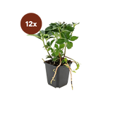 12x Pachysandra terminalis - ↕10-25cm - Ø9cm