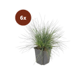 Logo van Bundels van 6 planten