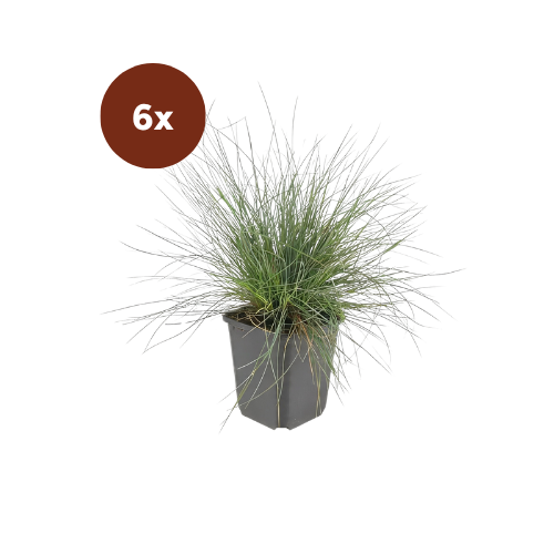 6x Festuca glauca 'Elijah Bleu' - 10-25cm - Ø9