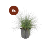 6x Festuca glauca 'Elijah Bleu' - 10-25cm - Ø9