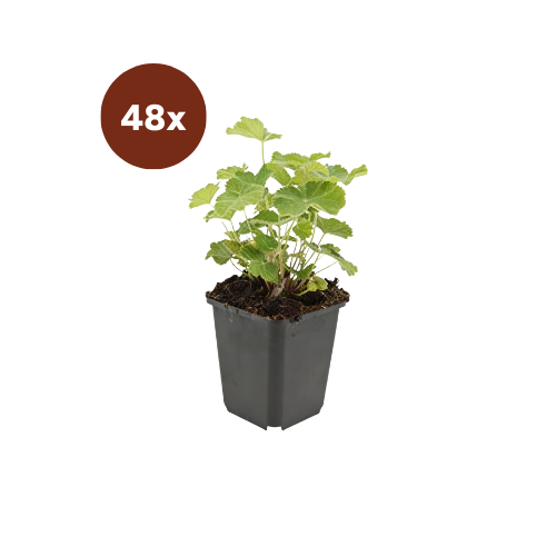 48x Alchemilla mollis - 10-25cm - Ø9